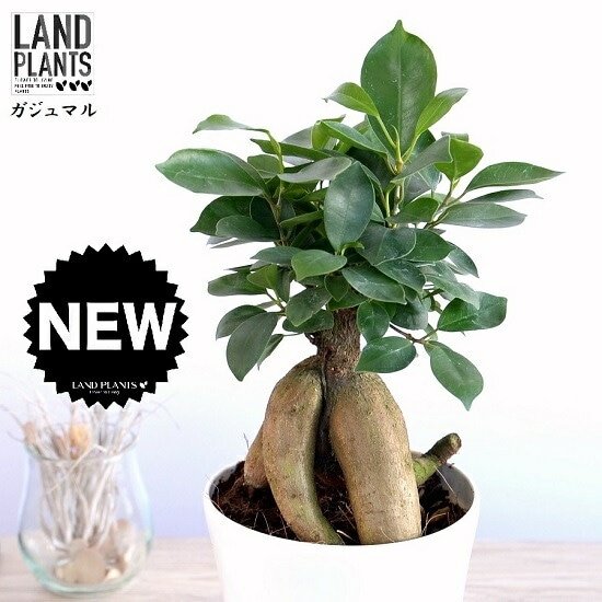 br><br>（幹太タイプ）ガジュマル 白色 4号 プラスチック鉢