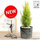 <br><br>������ɥ��쥹�� ���� �⥹�ݥå� �������� ƫ��ȭ <br>���쥹�� ȭ���� ȭ ���� �� ƫ�� �ƥ饳�å� <br>�ݷ� �� �֥�å� �� ���졼 ���� �� ���� <br>���տ�ʪ �Х륳�˥���