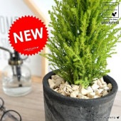 <br><br>������ɥ��쥹�� �⥹�ݥå� �������� �ʹ����� ƫ��ȭ <br>���쥹�� ȭ���� ȭ ���� �� ƫ�� �ƥ饳�å� <br>�ݷ� �� �֥�å� �� ���졼 ���� �� ���� <br>���տ�ʪ �Х륳�˥���