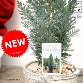 <br>���˥ե����ʥ����ʥꥹ�� �� �⥹�ݥå� ���������� ƫ��ȭ��ŷ�����С� <br>�����ʥꥹ���饦�� �ҥΥ� ���ꥹ�ޥ��ĥ꡼ ����ܥ�ĥ꡼ <br>���ռ� ȭ���� ȭ �Ǿ� �ƥ饳�å� <br>�� �ۥ磻�� �� �ݷ� <br>���տ�ʪ ��ʪ ����̵��