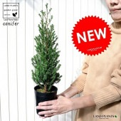 <br><br>��Ķ������ ���˥ե����ʥѡ��ץ�ե������� 4�� �ĥݥå� ���˥ե� <br>�󤻿����䡢�����Υ���ܥ�ĥ꡼�ˡ����ҥΥ������ꥹ�ޥ��ĥ꡼�����������������˥ե��������ǥ󡡥��ץ�å��������꥾�˥�