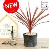 <br><br>����ǥ���͡ʥ�åɥ������� ���� �⥹�ݥå� �������� ƫ��ȭ <br>ȭ���� ȭ ���� �� ƫ�� �ƥ饳�å� <br>�ݷ� �� �֥�å� �� ���졼 ���� �� ���� <br>���տ�ʪ �Х륳�˥���