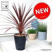 <br><br>���른��͡ʥ�åɥ������� ���� ���饢����ȭ 8�� ȭ���� <br>����ǥ���� �緿 �� ���� ���տ�ʪ ����̵�� <br>�� �֥�å� �� �饦��� �ɥ饻�� ����ͥ�ܥ�