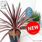 <br><br>����ǥ���͡ʥ�åɥ������� ���饢����ȭ 8�� ���� ȭ���� <br>���른��� �緿 �� ���� ���տ�ʪ ����̵�� <br>�� �֥�å� �� �饦��� �ɥ饻�� ����ͥ�ܥ�