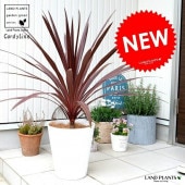 <br><br>���른��͡ʥ�åɥ������� �� ���饢����ȭ 8�� ȭ���� <br>����ǥ���� �緿 �� ���� ���տ�ʪ ����̵�� <br>�� �ۥ磻�� �� �饦��� �ɥ饻�� ����ͥ�ܥ�