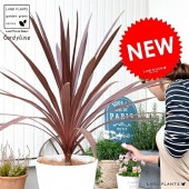 <br><br>����ǥ���͡ʥ�åɥ������� ���饢����ȭ 8�� �� ȭ���� <br>���른��� �緿 �� ���� ���տ�ʪ ����̵�� <br>�� �ۥ磻�� �� �饦��� �ɥ饻�� ����ͥ�ܥ�