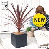 <br><br>���른��͡ʥ�åɥ������� ���� �ե����С� ���塼�ַ� ƫ��ȭ�ʥ����ե����С��� <br>����ǥ���� �緿 �� ���� ȭ ȭ���� ���տ�ʪ ����̵�� <br>�� �֥�å� ������ �ͳ� �������� �ɥ饻�� ����ͥ�ܥ�