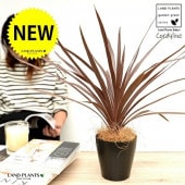 <br><br>�ڤ���� ����ǥ���� �ʥ�åɥ������� ���� �ץ饹���å�ȭ 4�� <br>����ǥ��ӥ����֥ɥ饻�ʡ����른��͡����顼�꡼�ա��ѡ��ץ륿���<br>�����ɥ饻�ʡ���奦���ĥ�󡦥Х륳�˥��ȡ��������ȥ�ꥹ