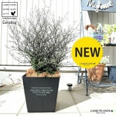 <br><br>���������ʥ��ȥͥ��������� �ۥ磻�ȥ����� ���� ���������� �֥ꥭ�ݥå� <br>ȭ���� ȭ �� ���� Corokia cotoneaster <br>�� �֥�å� ���졼 ���տ�ʪ ����̵��