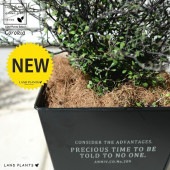 <br><br>���������ʥ��ȥͥ��������� �ۥ磻�ȥ����� ���� ���������� �֥ꥭ�ݥå� <br>ȭ���� ȭ �� ���� Corokia cotoneaster <br>�� �֥�å� ���졼 ���տ�ʪ ����̵��