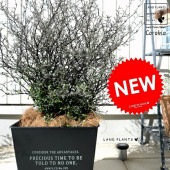 <br><br>���������ʥ��ȥͥ��������� �ۥ磻�ȥ����� ���� ���������� �֥ꥭ�ݥå� <br>ȭ���� ȭ �� ���� Corokia cotoneaster <br>�� �֥�å� ���졼 ���տ�ʪ ����̵��