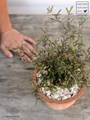 <br>���������ʥ��ȥͥ��������� �㿧 �⥹�ݥå� ���������� ƫ��ȭ��ŷ�����С�<br>Corokia��cotoneaster <br>ȭ���� ȭ �Ǿ� �ƥ饳�å� <br>�� �֥饦�� �� �ݷ� <br>���տ�ʪ ��ʪ ����̵�� �����������