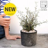 <br>���������ʥ��ȥͥ��������� ���� �⥹�ݥå� ���������� ƫ��ȭ��ŷ�����С�<br>Corokia��cotoneaster <br>ȭ���� ȭ �Ǿ� �ƥ饳�å� <br>�� �֥�å� �� �ݷ� <br>���տ�ʪ ��ʪ ����̵�� �����������