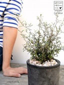 <br>���������ʥ��ȥͥ��������� ���� �⥹�ݥå� ���������� ƫ��ȭ��ŷ�����С�<br>Corokia��cotoneaster <br>ȭ���� ȭ �Ǿ� �ƥ饳�å� <br>�� �֥�å� �� �ݷ� <br>���տ�ʪ ��ʪ ����̵�� �����������