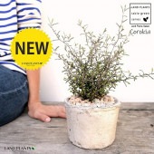 <br>���������ʥ��ȥͥ��������� �� ����ƥ������ۥ磻�� �⥹�ݥå� ���������� ƫ��ȭ��ŷ�����С�<br>Corokia��cotoneaster <br>ȭ���� ȭ �Ǿ� �ƥ饳�å� <br>�� �ۥ磻�� �� �ݷ� <br>���տ�ʪ ��ʪ ����̵�� �����������