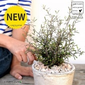 <br>���������ʥ��ȥͥ��������� �� ����ƥ������ۥ磻�� �⥹�ݥå� ���������� ƫ��ȭ��ŷ�����С�<br>Corokia��cotoneaster <br>ȭ���� ȭ �Ǿ� �ƥ饳�å� <br>�� �ۥ磻�� �� �ݷ� <br>���տ�ʪ ��ʪ ����̵�� �����������