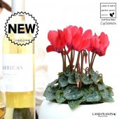 <br><br>����������ֲ֡� �� ��� ƫ��ȭ ��ŷ�����С������� <br>�����ǥ󥷥����� ������ӥХʡ����в֡� �֥��Υޥ󥸥奦���ڤ��Ƭ�� <br>�� ���� ���� ȭ�� ȭ���� ���� <br>�� ��å� �� �ۥ磻�� �� �饦��� ���տ�ʪ ����̵��