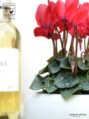 <br><br>�����ǥ󥷥�����ʥ�åɡ� �� ��� ƫ��ȭ ��ŷ�����С������� <br>�������� ������ӥХʡ����в֡� �֥��Υޥ󥸥奦���ڤ��Ƭ�� <br>�� ���� ���� ȭ�� ȭ���� ���� <br>�ֲ� �� ��å� �� �ۥ磻�� �� �饦��� ���տ�ʪ ����̵��