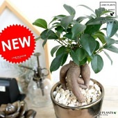 <br><br>������ޥ� �ʴ����� ���졼���ù� ����ƫ��ȭ ��GOLD�� <br>��ŷ�����С�������������� ��ʡ��⤿�餹 ¿���μ� ���� ������ޤ���� <br>ȭ���� ȭ �� ������� ���� �� �ۥ磻�� �֥��� Ƽ ���� �� ���տ�ʪ ���� �� ����ʪ