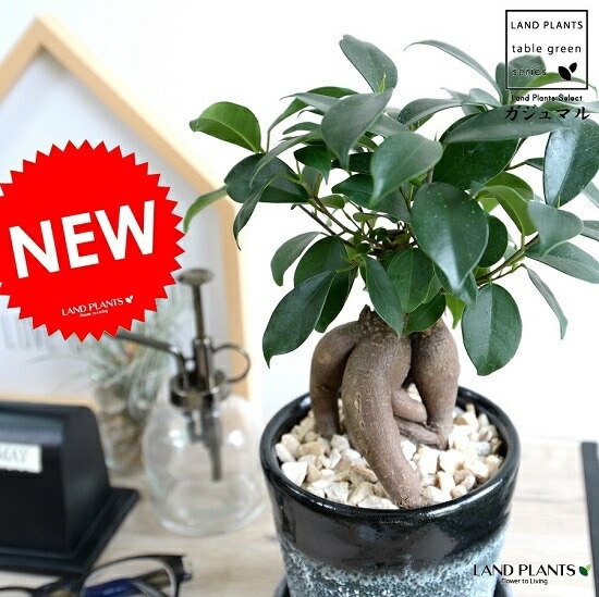 br><br>ガジュマル （幹太） クレータ加工 釉薬陶器鉢 （BLACK） <br