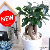 <br><br>������ޥ� �ʴ����� ���졼���ù� ����ƫ��ȭ ��WHITE�� <br>��ŷ�����С�������������� ��ʡ��⤿�餹 ¿���μ� ���� ������ޤ���� <br>ȭ���� ȭ �� �ۥ磻�� ���� ���� �� ���տ�ʪ ���� �� ����ʪ