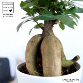 <br><br>���� ������ޤ� �� 4�� �ץ饹���å�ȭ �˥󥸥�<br>������ޥ���� ������ޥ� �˥󥸥󥬥���ޥ� �ͻ�<br>ȭ���� ȭ �� ���� �� �ۥ磻�� ���տ�ʪ ����̵��