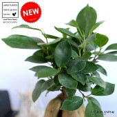 <br><br>�ڤ���� ������ޤ� �� 4�� �ץ饹���å�ȭ ���� �˥󥸥�<br>������ޥ���� ������ޥ� �˥󥸥󥬥���ޥ� �ͻ�<br>ȭ���� ȭ �� ���� �� �ۥ磻�� ���տ�ʪ ����̵��