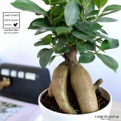 <br><br>�ڤ���� ������ޤ� �ʴ��������ס� 4�� �ץ饹���å�ȭ �� <br>������ޥ���� ������ޥ� �˥󥸥󥬥���ޥ� �ͻ� �˥󥸥�<br>ȭ���� ȭ �� ���� �� �ۥ磻�� ���տ�ʪ ����̵��