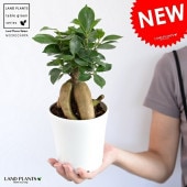 <br><br>������ޥ�ʴ����� �� 4�� �ץ饹���å�ȭ�ڥ����ե����С��� <br> �˥󥸥� ������ޥ���� ������ޤ� �˥󥸥󥬥���ޥ� �ͻ�<br>ȭ���� ȭ �� ���� �� �ۥ磻�� ���տ�ʪ ����̵��