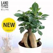 <br><br>������ޥ� ���� �� 4�� �ץ饹���å�ȭ �˥󥸥�<br>������ޥ���� ������ޤ� �˥󥸥󥬥���ޥ� �ͻ�<br>ȭ���� ȭ �� ���� �� �ۥ磻�� ���տ�ʪ ����̵��