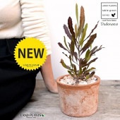 <br>�ڹ��ռ��� �ɥɥʥ����ʥץ�ץ쥢�� �㿧 �⥹�ݥå� ���������� ƫ��ȭ��ŷ�����С�<br> �������ȥ�ꥢ�ץ��� ���������ץ��� <br>���ռ� ȭ���� ȭ �Ǿ� �ƥ饳�å� <br>�� �֥饦�� �� �ݷ� <br>���տ�ʪ ��ʪ ����̵��