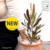 <br>�ڹ��ռ��� �ɥɥʥ��� �㿧 �⥹�ݥå� ���������� ƫ��ȭ��ŷ�����С˥ץ�ץ쥢 <br> �������ȥ�ꥢ�ץ��� ���������ץ��� <br>���ռ� ȭ���� ȭ �Ǿ� �ƥ饳�å� <br>�� �֥饦�� �� �ݷ� <br>���տ�ʪ ��ʪ ����̵��