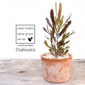 <br>�ڹ��ռ��� �ɥɥʥ��� �ץ�ץ쥢 �㿧 �⥹�ݥå� ���������� ƫ��ȭ��ŷ�����С� <br> �������ȥ�ꥢ�ץ��� ���������ץ��� <br>���ռ� ȭ���� ȭ �Ǿ� �ƥ饳�å� <br>�� �֥饦�� �� �ݷ� <br>���տ�ʪ ��ʪ ����̵��