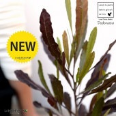 <br>�ڹ��ռ��� �ɥɥʥ����ץ�ץ쥢 �㿧 �⥹�ݥå� ���������� ƫ��ȭ��ŷ�����С˥ɥɥʥ��� <br> �������ȥ�ꥢ�ץ��� ���������ץ��� <br>���ռ� ȭ���� ȭ �Ǿ� �ƥ饳�å� <br>�� �֥饦�� �� �ݷ� <br>���տ�ʪ ��ʪ ����̵��