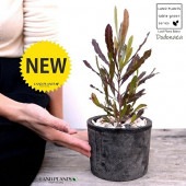 <br>�ڹ��ռ��� �ɥɥʥ����ʥץ�ץ쥢�� ���� �⥹�ݥå� ���������� ƫ��ȭ��ŷ�����С�<br> �������ȥ�ꥢ�ץ��� ���������ץ��� <br>���ռ� ȭ���� ȭ �Ǿ� �ƥ饳�å� <br>�� �֥�å� �� �ݷ� <br>���տ�ʪ ��ʪ ����̵��