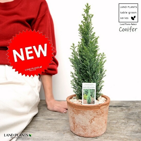 コニファーエンパイア 針葉樹 鉢植え コニファー エンパイア 【庭木 3号】｜ 【植物のITANSE】全品