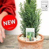 <br>����ѥ����ʥ��˥ե����� �㿧 �⥹�ݥå� ���������� ƫ��ȭ��ŷ�����С� <br>���륦�å�����ѥ��䡼 �ҥΥ� ���ꥹ�ޥ��ĥ꡼ ����ܥ�ĥ꡼ <br>���ռ� ȭ���� ȭ �Ǿ� �ƥ饳�å� <br>�� �֥饦�� �� �ݷ� <br>���տ�ʪ ��ʪ ����̵��