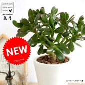 <br><br>���ͥΥʥ륭�ʲַ�� ����෿ �ȡ���ƫ��ȭ �� <br>ȭ���� ���ͥΥʥ륭 ��Τʤ��� ������ �٥󥱥����� <br>�� �ۥ磻�� ƫ�� �� �饦��� ���տ�ʪ ����̵��