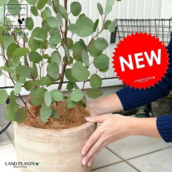 【SPRING SALE】ユーカリ・ポポラス　テラコッタ仕立て♡ 1AUTUMN SALE』ユーカリ・ポポラス テラコッタ仕立て♡