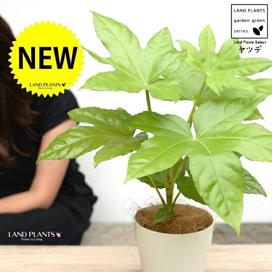 完売　　縁起木＊魔除け【ヤツデ/八つ手/天狗の団扇】天然野生育ち/2株/鉢植え 八つ手 ヤツデ 株立ち 約70cm 現品発送 特大苗木 大苗 八手 八角金盤