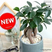 <br><br>������ޥ�ʴ��������ס� ����夭���� �饦��ɷ� �ʥ֥롼�� ƫ��ȭ <br>�ʲ������С�������������˹�ʡ��⤿�餹 ¿���μ� ���� ������ޤ���� <br>ȭ���� ȭ �� �Ŀ� �� ���� �� ���� �� ���տ�ʪ