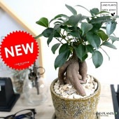 <br><br>������ޥ� �ʴ����� ���졼���ù� ����ƫ��ȭ ��KHAKI�� <br>��ŷ�����С�������������� ��ʡ��⤿�餹 ¿���μ� ���� ������ޤ���� <br>ȭ���� ȭ ������ �������� ���ڿ� �١����� ��Լ ���� �� ���տ�ʪ