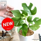 <br><br>�ҥ��󥹥ƥ� �� �ץ饹���å�ȭ 4�� <br>��ե��ɥۥ顦�ƥȥ饹�ڥ�� ȭ������ ���� �ߥ˥�󥹥ƥ� <br>���տ�ʪ �� �� �ۥ磻��