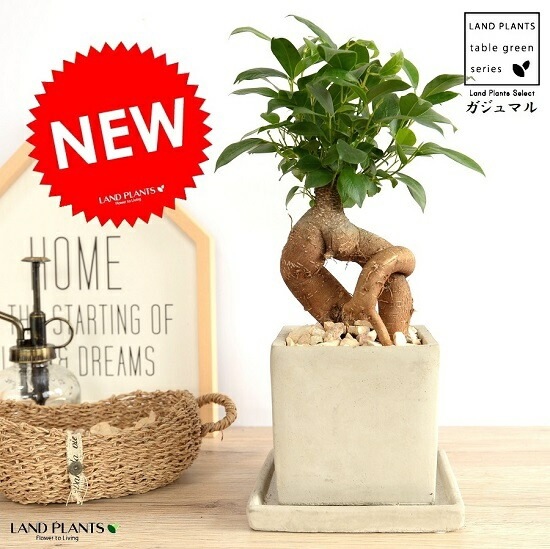 ガジュマル ガジュマル XL【首都圏限定】 | 観葉植物の通販 AND PLANTS (アンド