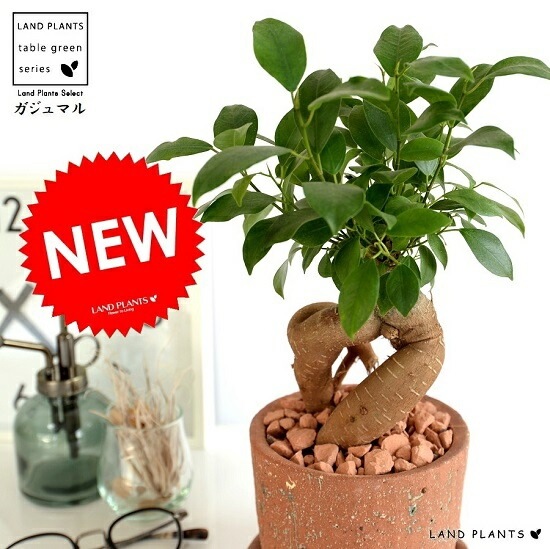 ガジュマル (幹太タイプ) 赤褐色 アフリカン ラトソル シリンダー型 陶器鉢 鉢植え 鉢 なえ 苗木 苗 観葉植物 赤 赤土 褐色 赤土色 ...