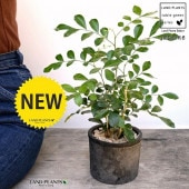 ���륯���㥹�ߥ�ʥ��å��ġ� ���� �⥹�ݥå� ���������� ƫ��ȭ��ŷ�����С� ���㥹�ߥ� ����󥸥��㥹�ߥ� ��Τ�� ��Τ�� ��Τ�� ɱ��Τ��  ȭ���� ȭ �Ǿ� �ƥ饳�å� �� �֥�å� �� �ݷ� ����̵��