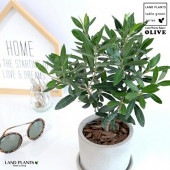 <br><br>���꡼�� ������ �������� ƫ��ȭ�ڥС������åס�������� <br>ȭ���� ƫ�� ���󥯥�ݥå� �ݷ� ���졼 ���� �� <br>���꡼�֤��� ���տ�ʪ �� ����