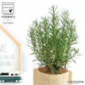 <br><br>�������ޥ꡼ ���� ���ɿ����� ȭ���С����å� <br>�١����� ���� �� Cannabis <br>�� ���� �� Ω�� �ϡ��� �ޥ�ͥ���� ��ų�� ���Τ����� <br>���տ�ʪ ���� �����䥷�ե����С�