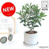 <br><br>���꡼�� ������ �������� ƫ��ȭ�ڥС������åס�������������� <br>ȭ���� ƫ�� ���󥯥�ݥå� �ݷ� ���졼 ���� �� <br>���꡼�֤��� ���տ�ʪ �� ����