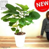 <br><br>����٥顼�� �ʳ�Ω���� 8�� �� ���饢���� <br>ȭ���� ���� ����Υ� ������� �ϡ��ȷ� <br>�� �ۥ磻�� �� ���տ�ʪ